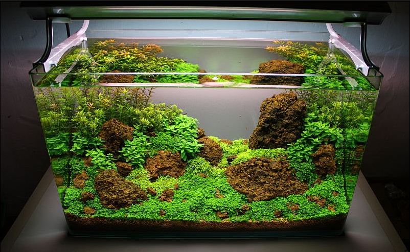 Cara membuat aquascape sederhana