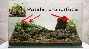 Cara membuat aquascape sederhana