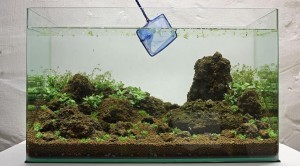 Cara membuat aquascape sederhana 13