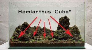 Cara membuat aquascape sederhana