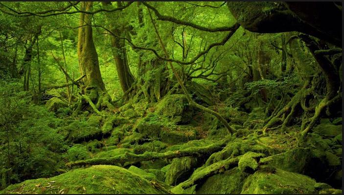 Hutan Yakushima