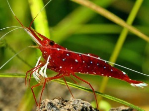 Cardinal Sulawesi Shrimp
