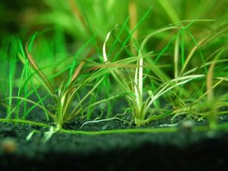 Tanaman Air echinodorus-tenellus