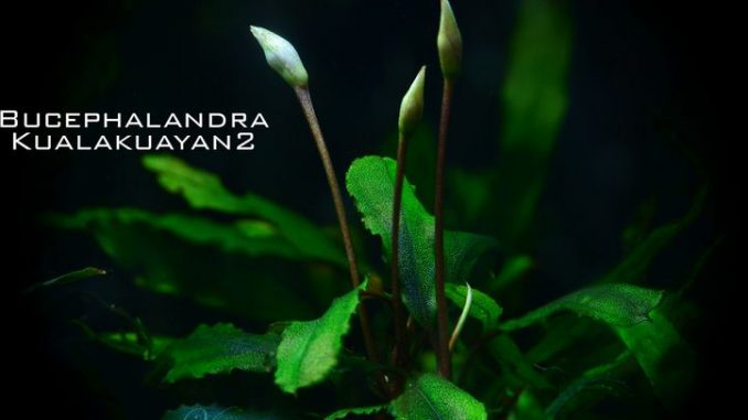 bucephalandra-kualakuayan-2