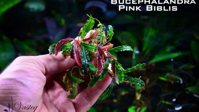 bucephalandra-pink-bilbis