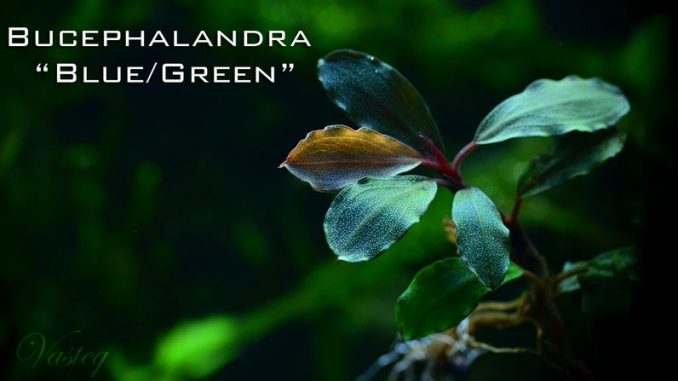 bucephalandra-blue-green