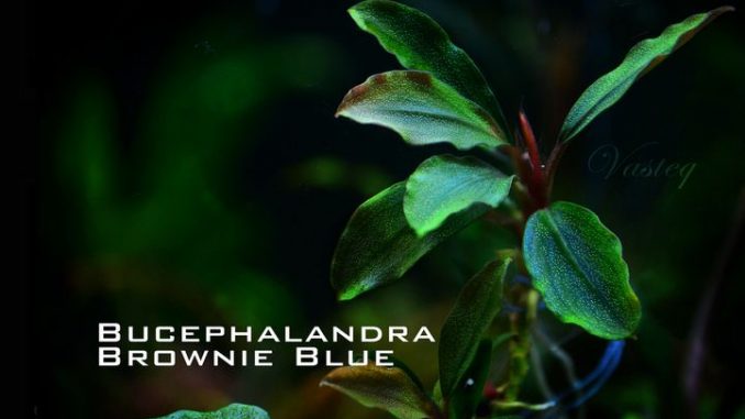 bucephalandra-brownie-blue