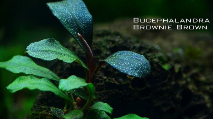 bucephalandra-brownie-brown