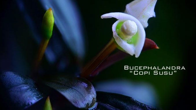 bucephalandra-copi-susu