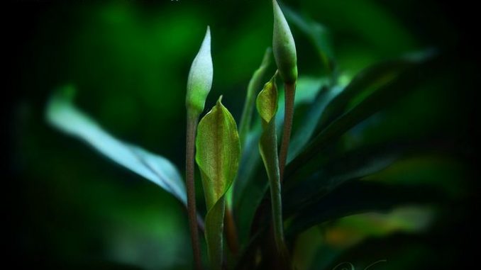 bucephalandra-nanga-pinoh-green