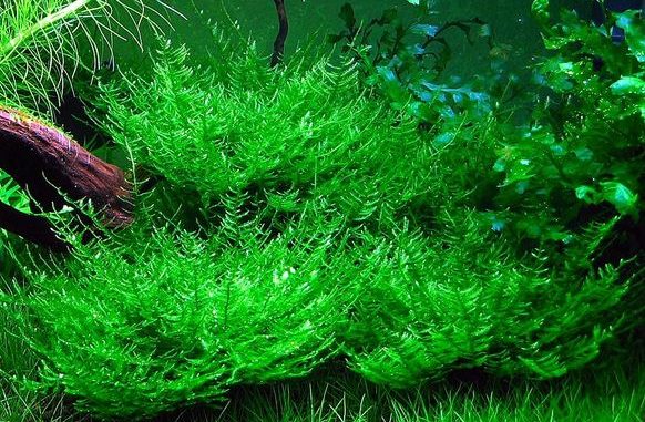 tanaman moss peacock moss