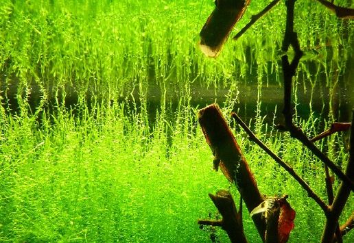 tanaman moss stringy moss
