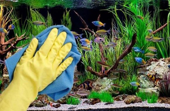Cara merawat Aquascape