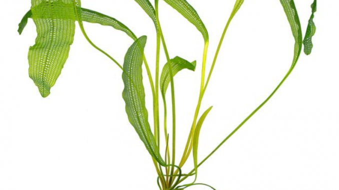 Aponogeton madagascariensis