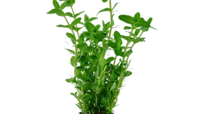 Bacopa Caroliniana