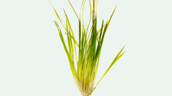 Blyxa Aubertii