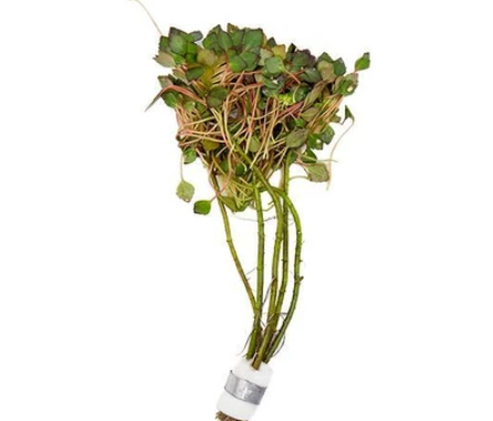 Ludwigia Sedoides th