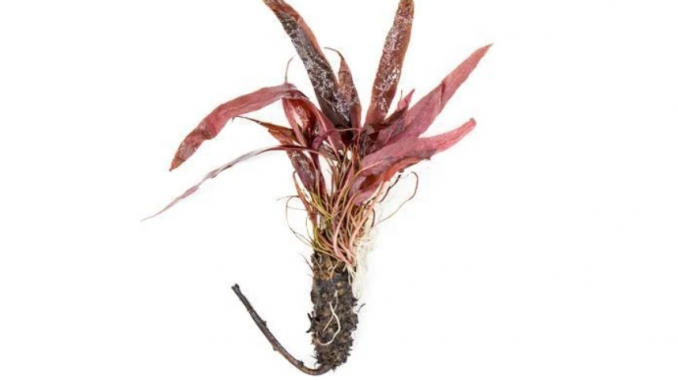 Tanaman Barclaya Longifolia