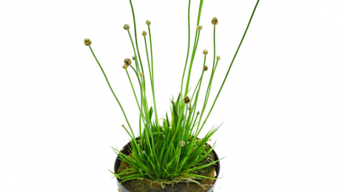 eriocaulon cinereum