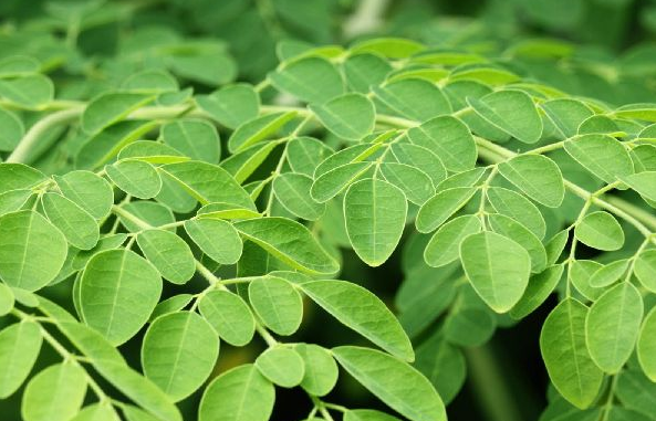 Daun Kelor Keseahatan