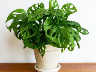 Tanaman hias janda Bolong Rondo bolong