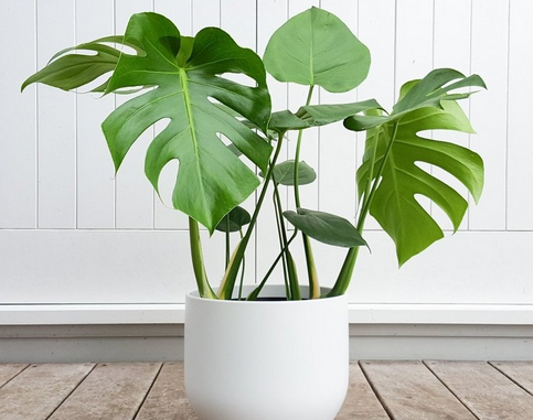 tanaman hias monstera
