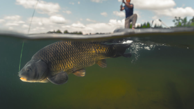 Umpan Ikan Tombro Ikan Mas